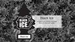 Little Trees Black Ice Car Freshener 10-Pack