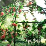 French Style Birdcage Heavy Duty 9' Gazebo