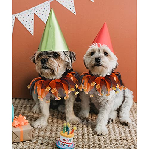 Witch Cat Costume with Tutu and Pumpkin Hat
