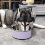 LIHOOOOM Stainless Steel Dog Bowls, Metal Dog Bowls, Water Bowl for Dogs, Dog Food Bowls, Pet Bowls for Dogs, Dog Dish for Large Dogs, Insulated Dog Bowl, Non Slip Dog Bowl,Easy Clean,40oz,LightPurple