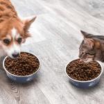 FrutPunch Stainless Steel Dog Bowls, Dog Food Bowl with Silicone Non-Slip, Puppy Bowls for Medium, Set of 2