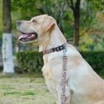 Olahibi Dog Collar Leash Set, Leopard Pattern, Polyester Material, Adjustable Collar and 5ft Matching Leash, for Small Dogs.(S, Brown Leopard)