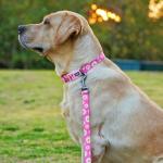 Olahibi Dog Collar and Leash Set, Cute Pink Daisy Pattern, Polyester Material, 5ft Leash, for Small Dogs.(S, Daisy Set)