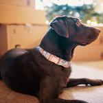 HSIGIO Dog Collar and Leash Set Girls Adjustable Puppy Collars with Floral Bow Tie for Small Medium Large Female Dogs, Orange Flower, XS