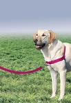 PetSafe Easy Walk No-Pull Dog Harness - The Ultimate Harness to Help Stop Pulling - Take Control & Teach Better Leash Manners - Helps Prevent Pets Pulling on Walks, Medium/Large, Raspberry/Gray