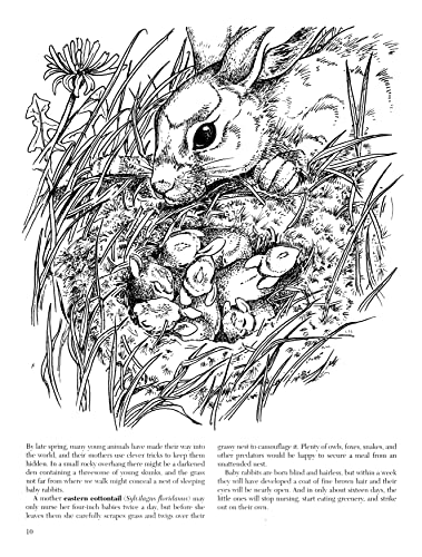 A Walk in the Woods Adult Coloring Book