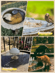 Copper Water Purification Tablets for Bird Baths 3-Pack