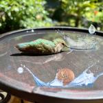 Copper Water Purification Tablets for Bird Baths 3-Pack