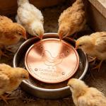 Copper Bird Bath Water Purifier Cleaning Disc