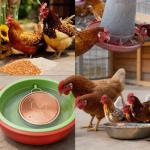 Copper Bird Bath Cleaning Disc for Outdoors