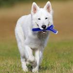 Nerf Dog Peanut Butter Scented Dog Toy 25.4cm