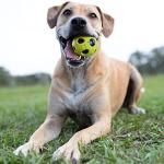 Nerf Dog Light-Up Green Bash Ball Toy