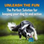 Nerf Dog Gift Set: Interactive Rubber Toy Balls