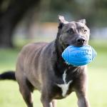 Nerf Dog Squeaker Football, 7-Inch, Blue