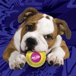 Nerf Dog Squeak Armor Tennis Balls 3-Pack