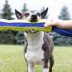 Nerf Dog 12in Foam Competition Stick - Blue/Green