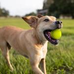Nerf Dog Sonic Balls - Set of 2 Fun Toys