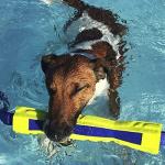 Nerf Dog 12in Foam Competition Stick - Blue/Green