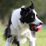 Nerf Dog 5-Inch Red Squeaker Football