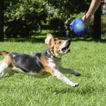 Nerf Dog Rumble Ball with Tri-Twist Handles