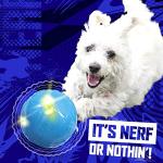 Nerf Dog Blue 3.5-Inch Wiggle Ball