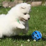 Nerf Dog 4-Inch Crunchable Rubber Ball - Blue