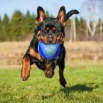 Nerf Dog Rumble Ball with Tri-Twist Handles