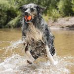 Chuckit! Ultra Ball for Large Dogs