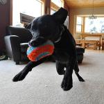 Chuckit! Indoor Fetch Roller Dog Toy - Fun Play