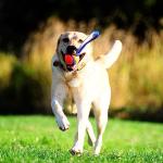Chuckit! Ultra Tug Dog Toy for Fetch Fun