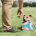 Chuckit! Whistle Flight Dog Fetch Toy, Orange/Blue
