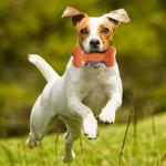 7-Inch Blue and Orange Squeaky Dog Bone