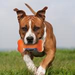7-Inch Blue and Orange Squeaky Dog Bone