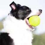 Nerf Dog Squeaker Rubber Ball for Medium/Large Breeds