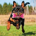 Nerf Dog Bacon Scented Rubber Fetch Toy, 9-Inch