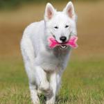 Nerf Dog Bacon Scented Rubber Fetch Toy, 9-Inch