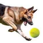 Nerf Dog Squeaker Rubber Ball for Medium/Large Breeds