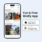 Smart Bird Feeder with Camera and Night Vision