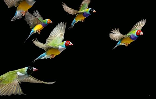 Colorful Songbirds for Your Backyard Garden