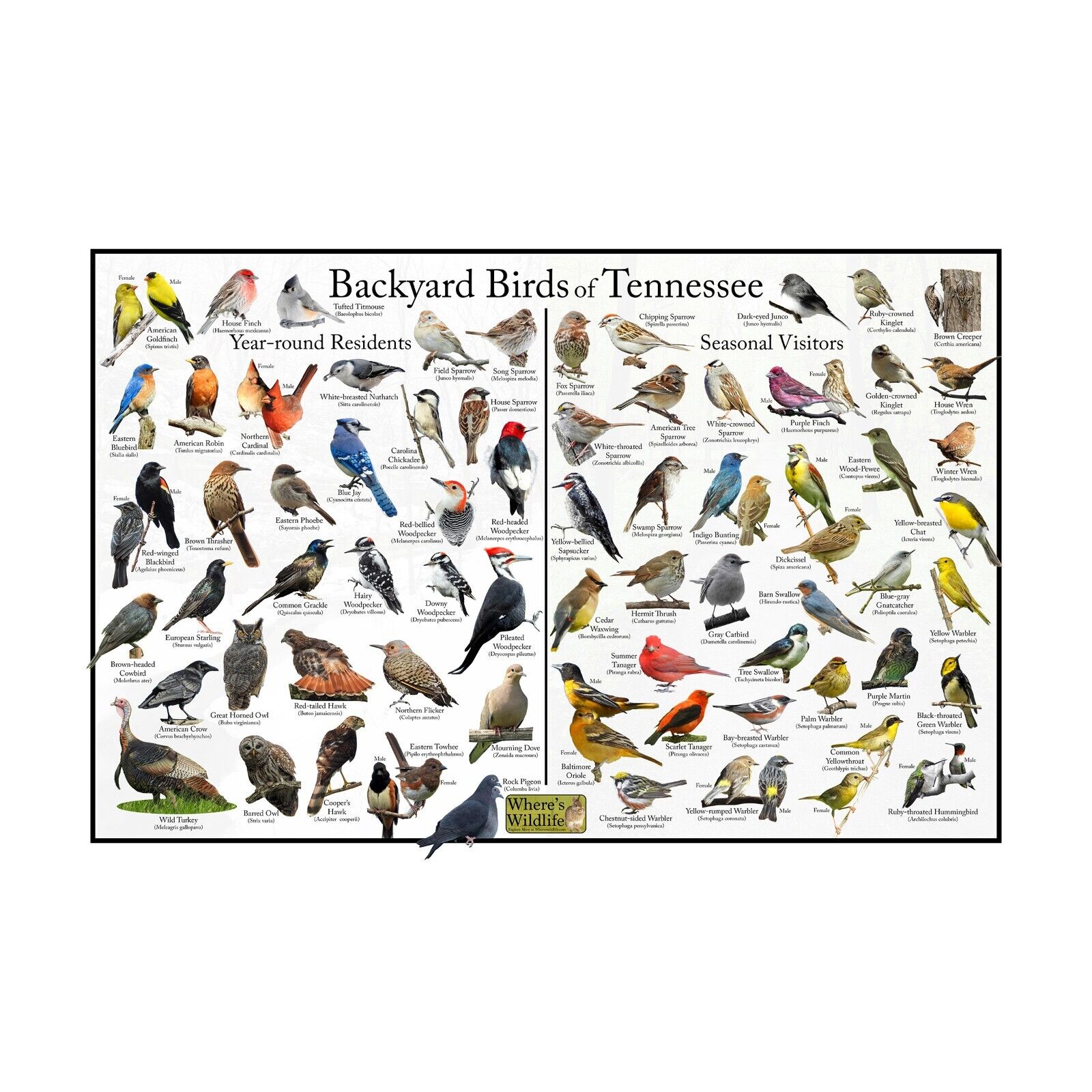 Tennessee Backyard Bird Identification Nature Poster
