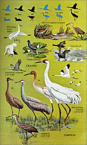 North America Bird Identification Field Guide