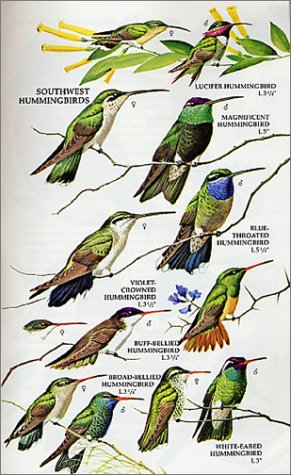 North America Bird Identification Field Guide