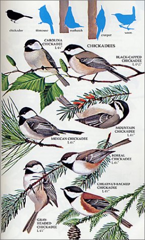 North America Bird Identification Field Guide