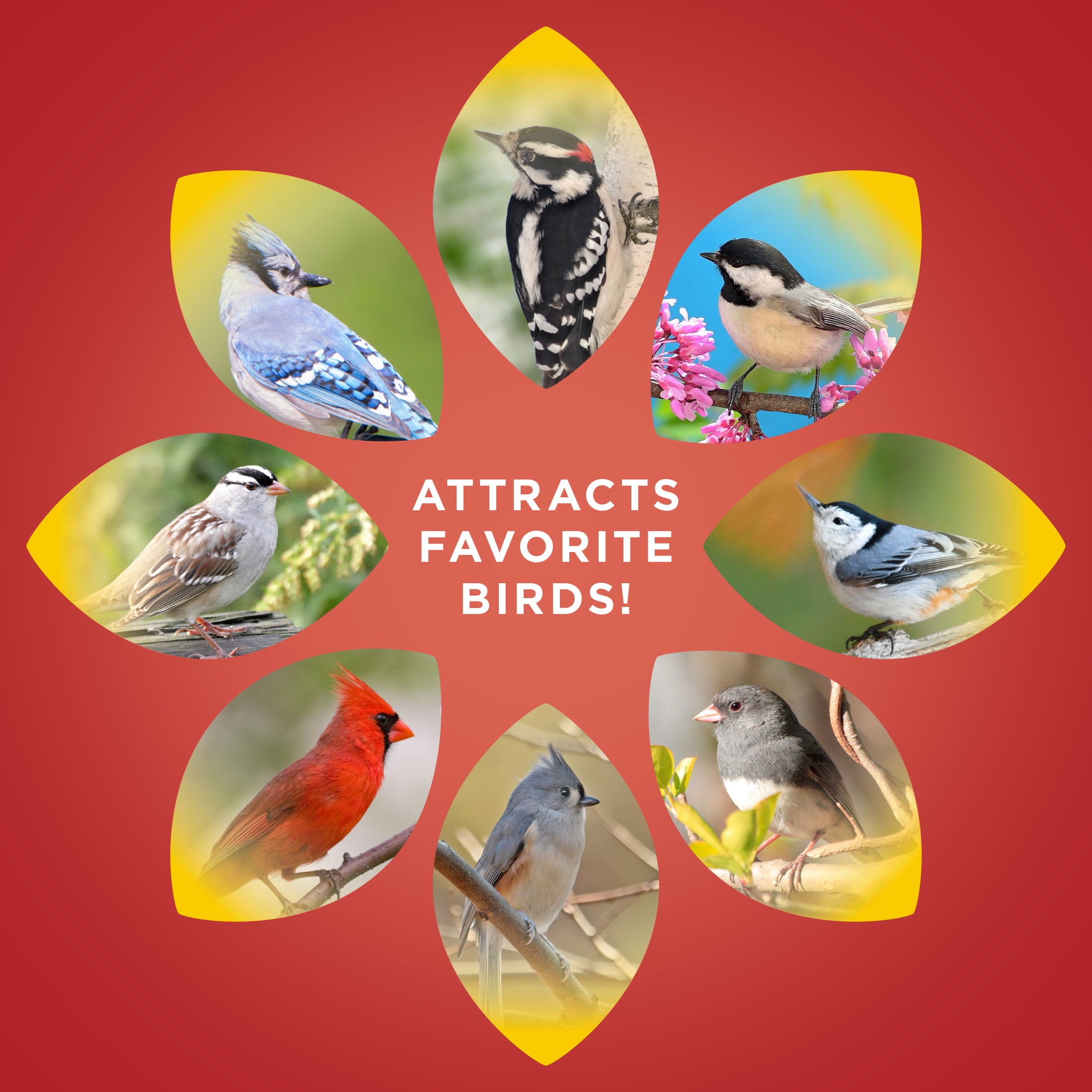 Audubon Park Safflower Seed Wild Bird Food, 5 lb