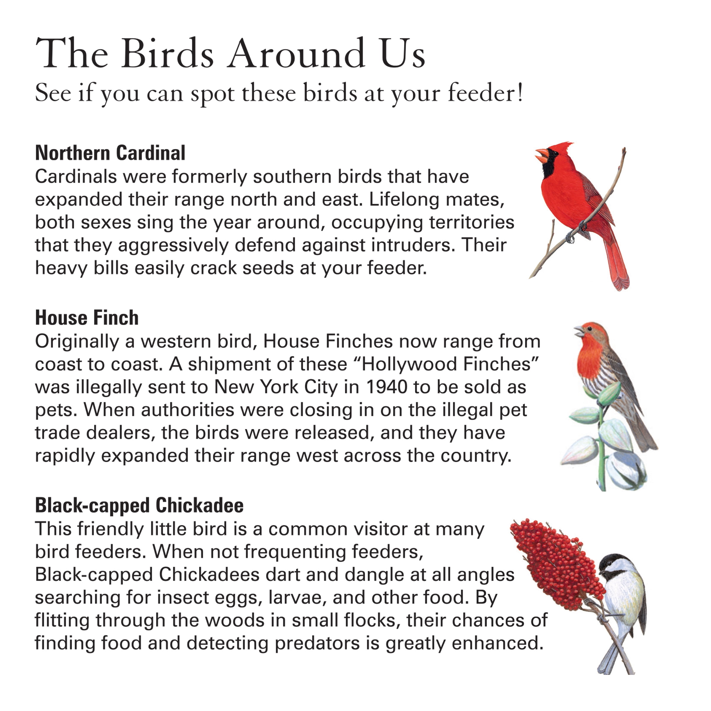 Cedar and Metal Platform Bird Feeder