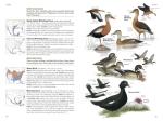 National Geographic Bird Field Guide: North America