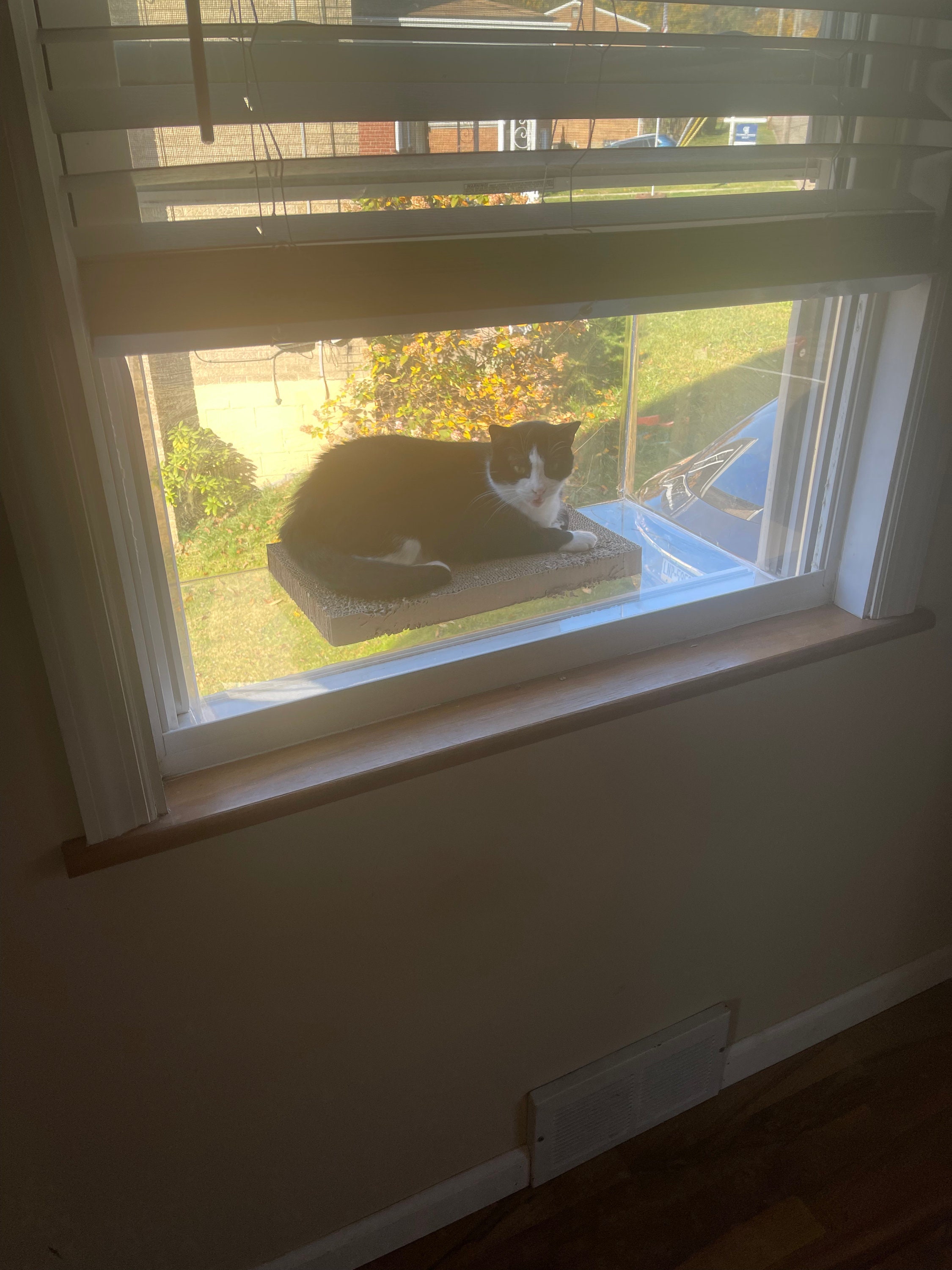 Window Catio That Fits 24”-36” Windows