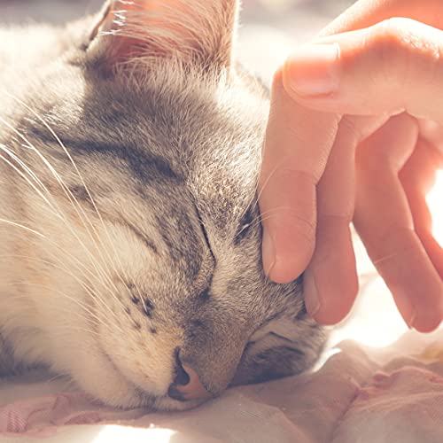 Cozy Plush Kitty Tent Bed in Blue