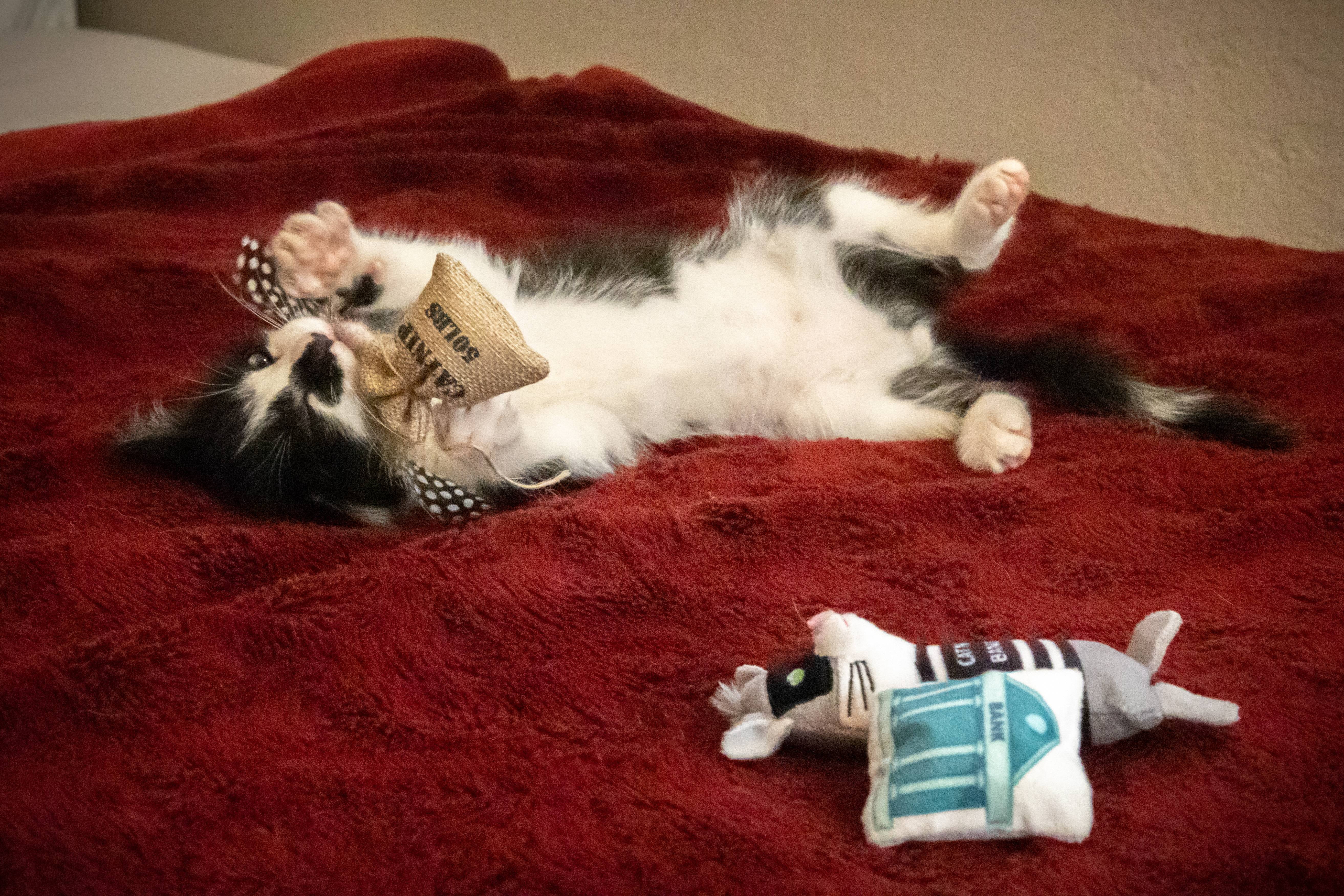 Vibrant Life Catnip Bandit Toy Set, 3 Pack