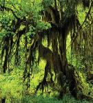 Rainforest Duvet Cover Set with Pillow Shams